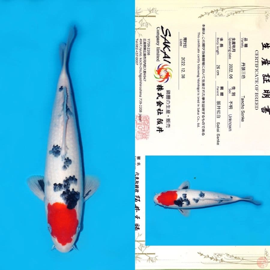 SAKAI TC SANKE HQ 33CM