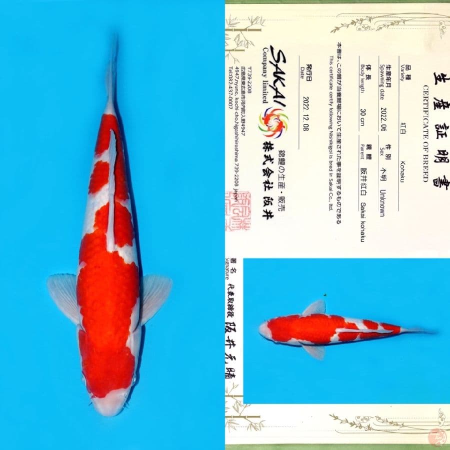 SAKAI INAZUMA KOHAKU HQ 40BU