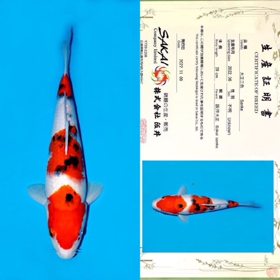 SAKAI SANDAN KOHAKU SQ 35CM