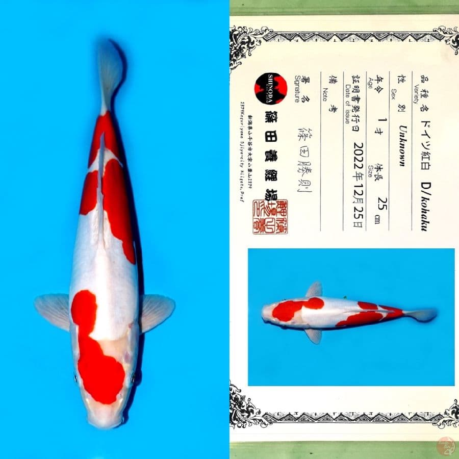 SHINODA KOHAKU DOITSU SQ 32CM