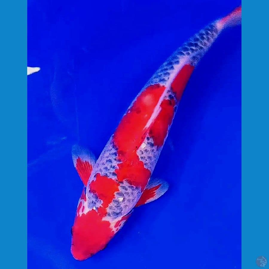super red goshiki munuk M 42 cm