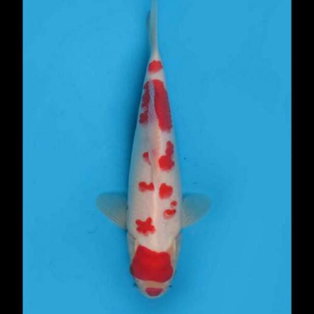 29cm Female Tosai - Maruten Sakura Kohaku Ori