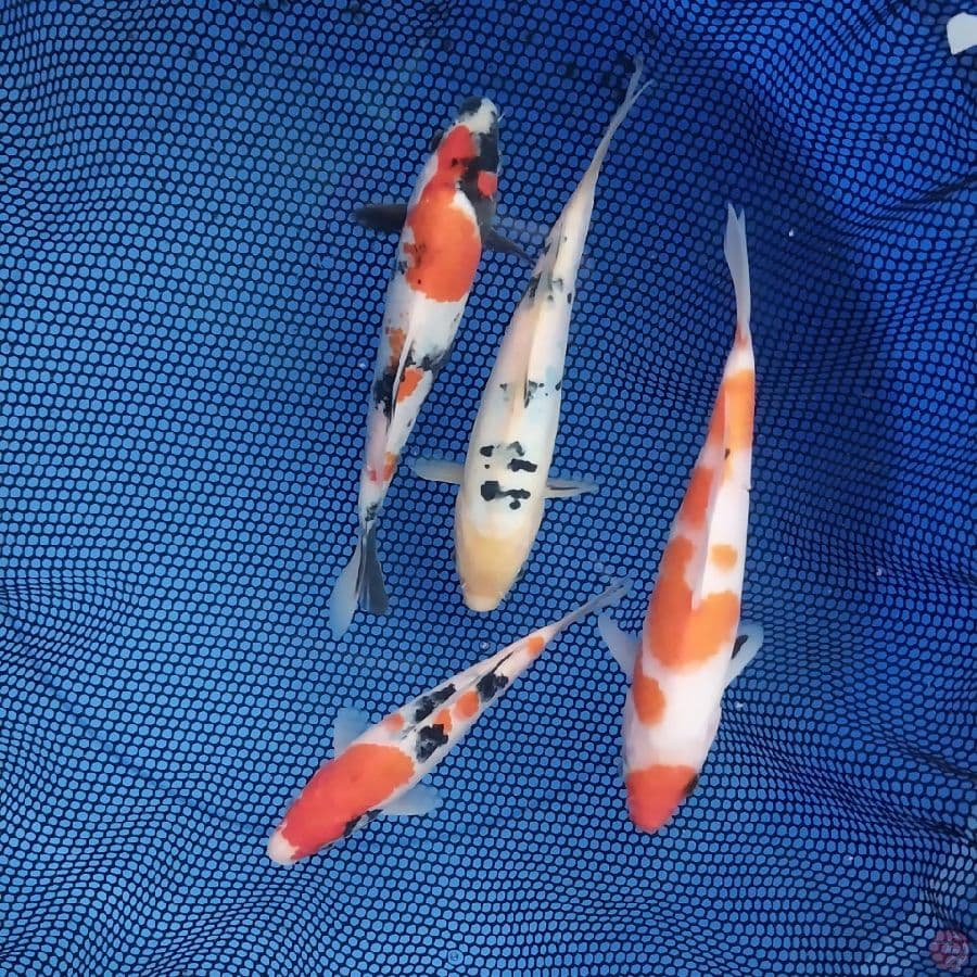 MIX