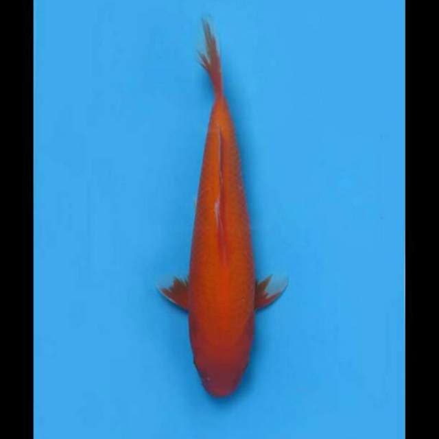 32cm Female - Aka Hajiro F1 Mulus