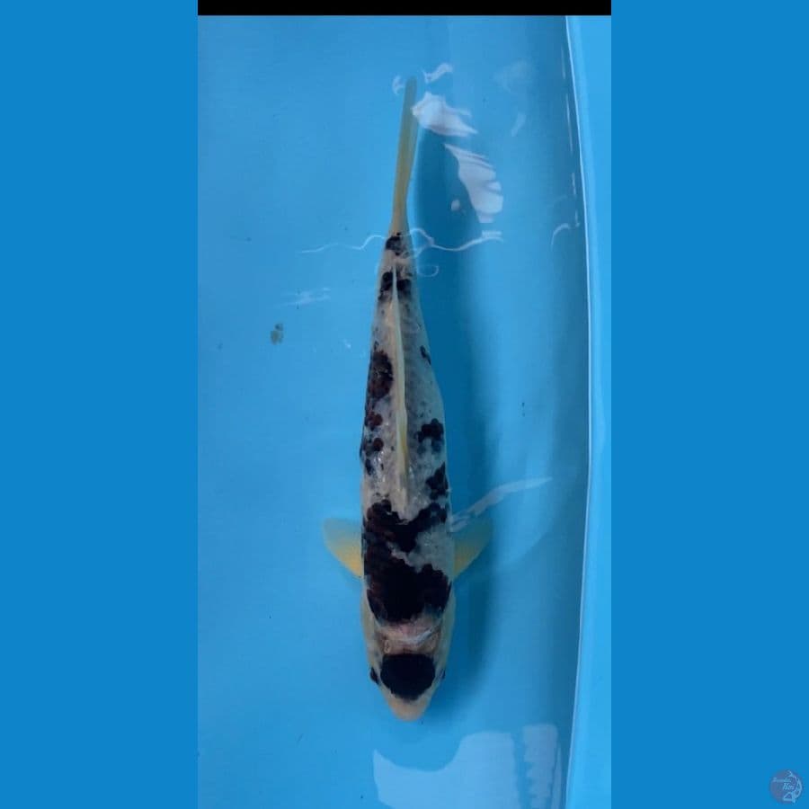 maruten goromo (cater) 35 cm