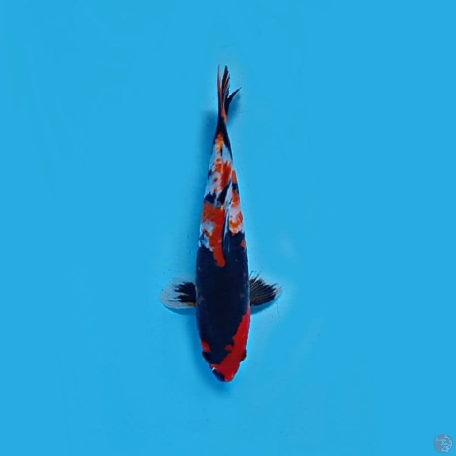 Showa 25.Cm