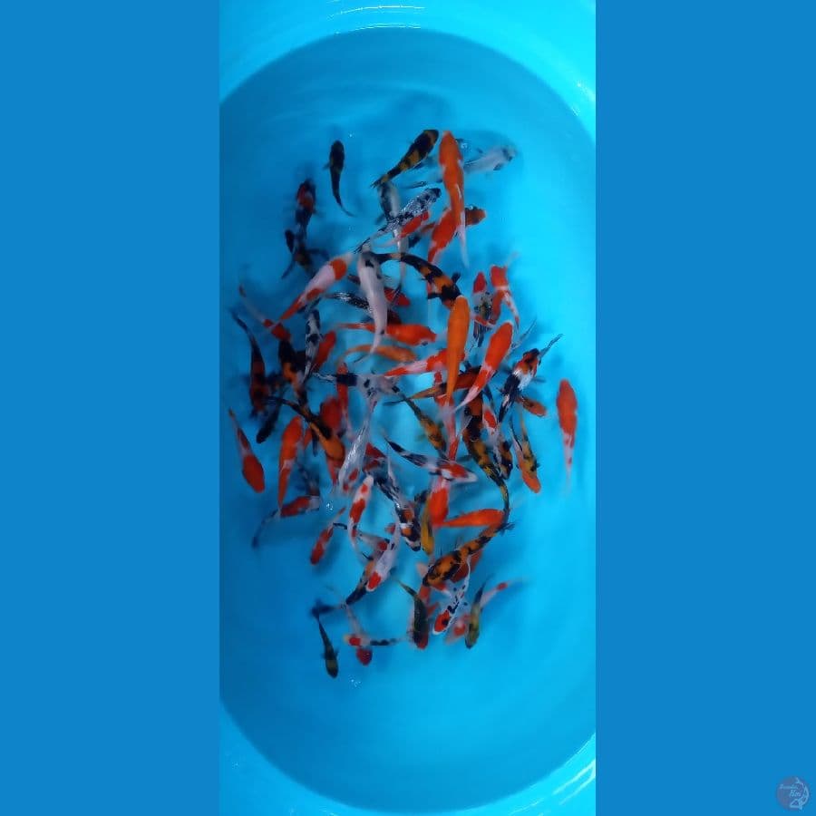 Mix 60.Ekor 5.10.Cm
