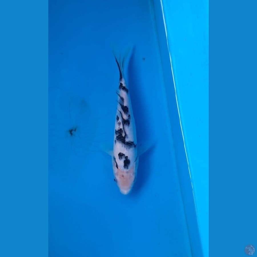 Bekko