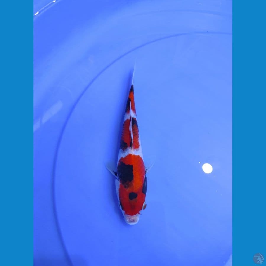 20cm