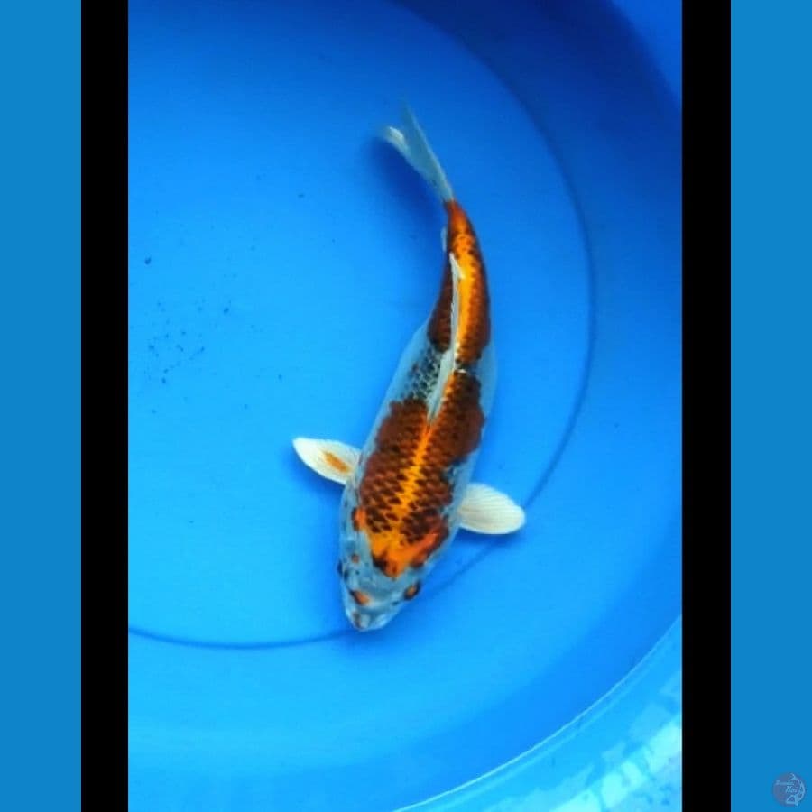Tamasabha kujaku 28 cm