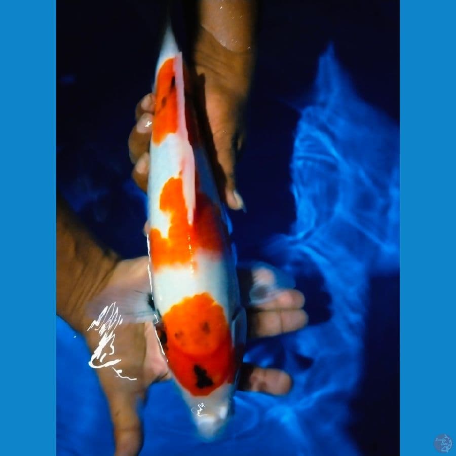 showa 39cm jantan