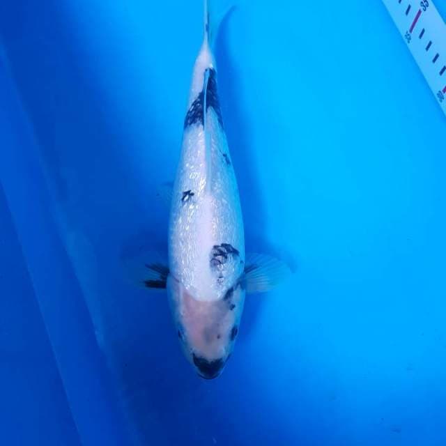 Shiro ginrin Tategoi F1, berpunuk
