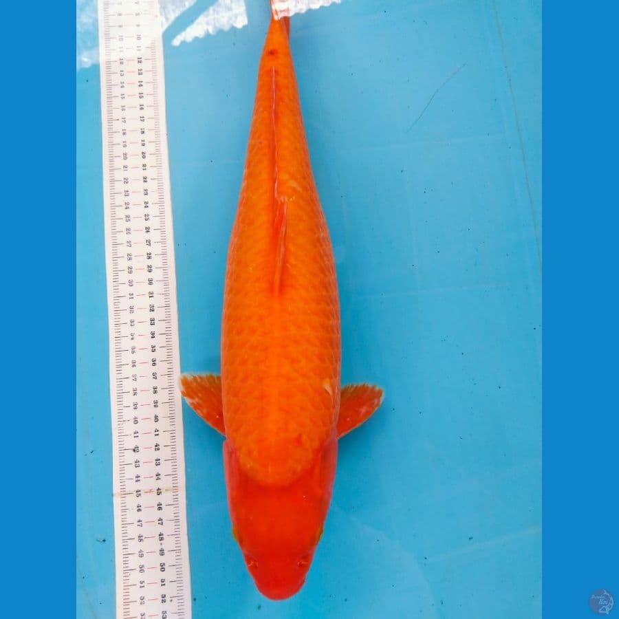 karasi 47cm
