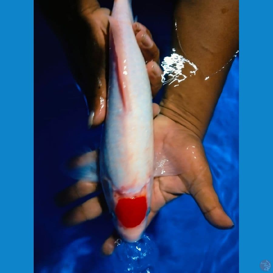 tanco kohaku cut basah 33cm jntan