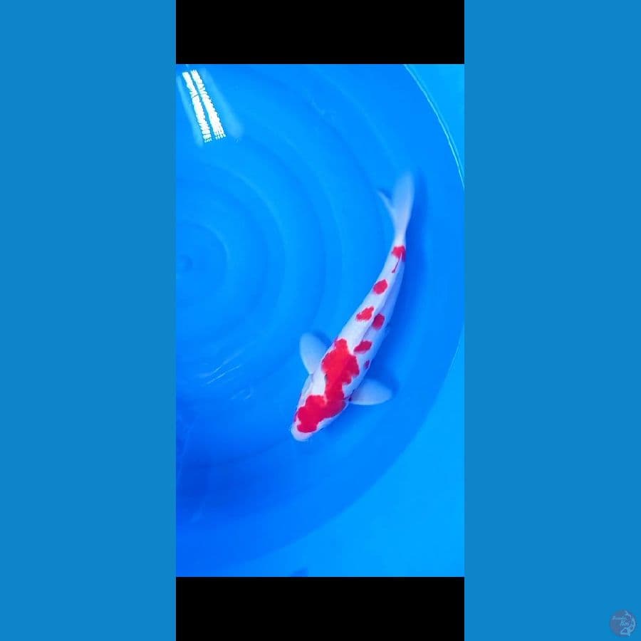 36Cm