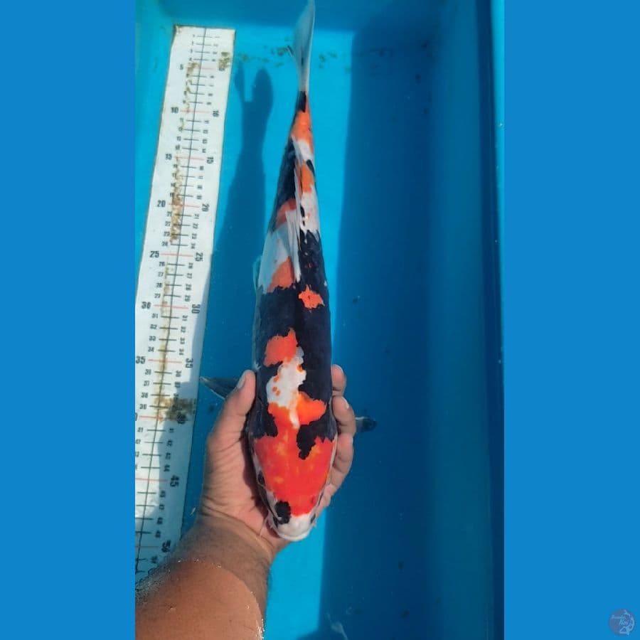 DOITSU Showa 45cm
