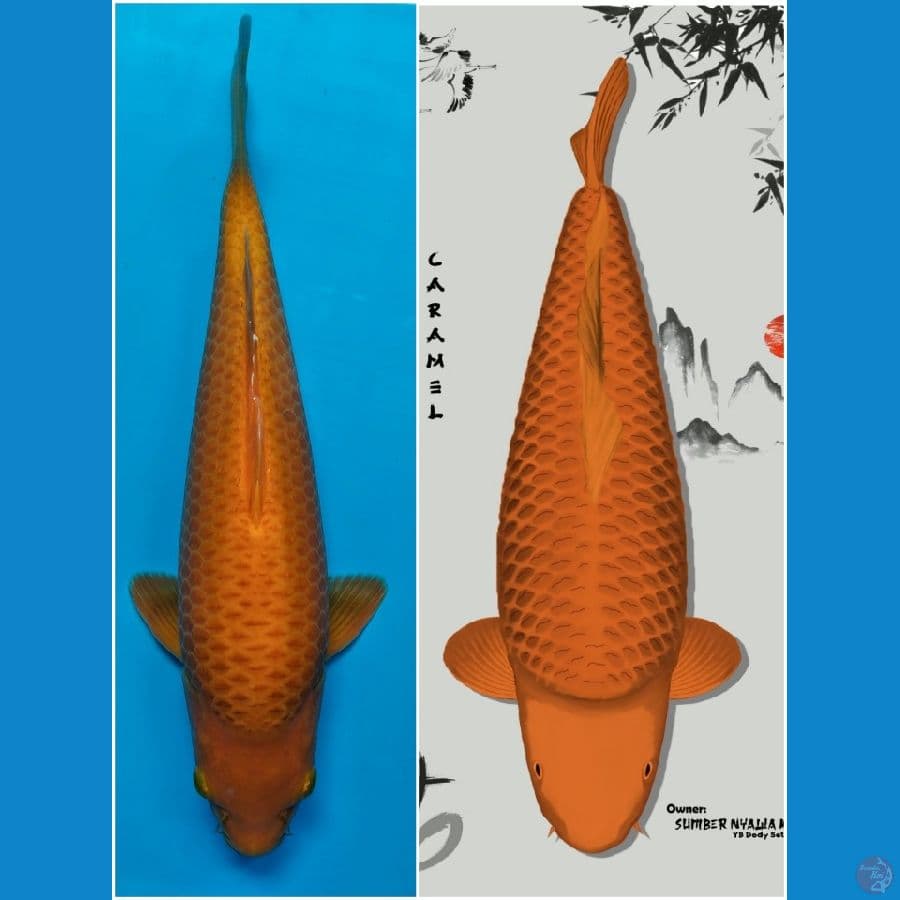Caramel SQ 35cm Prospek ???? sudah 5X show coretan