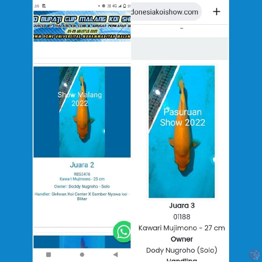 Caramel SQ 35cm Prospek ???? sudah 5X show coretan