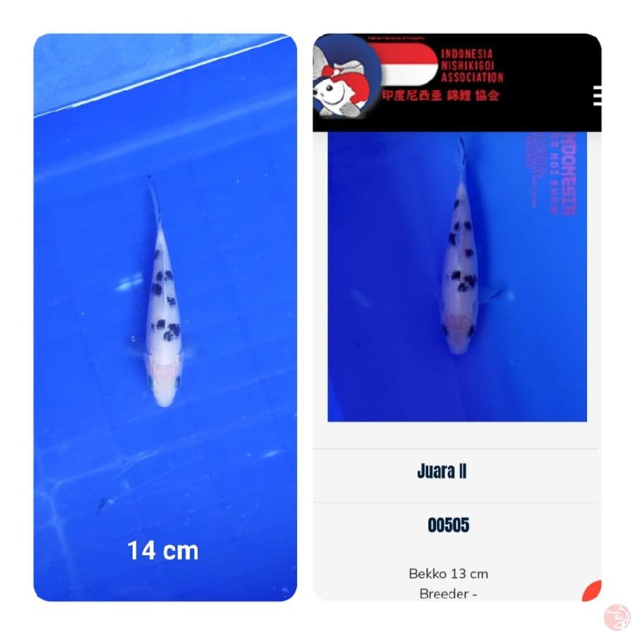 Bekko Ready show 2nd mega Jatim koi show