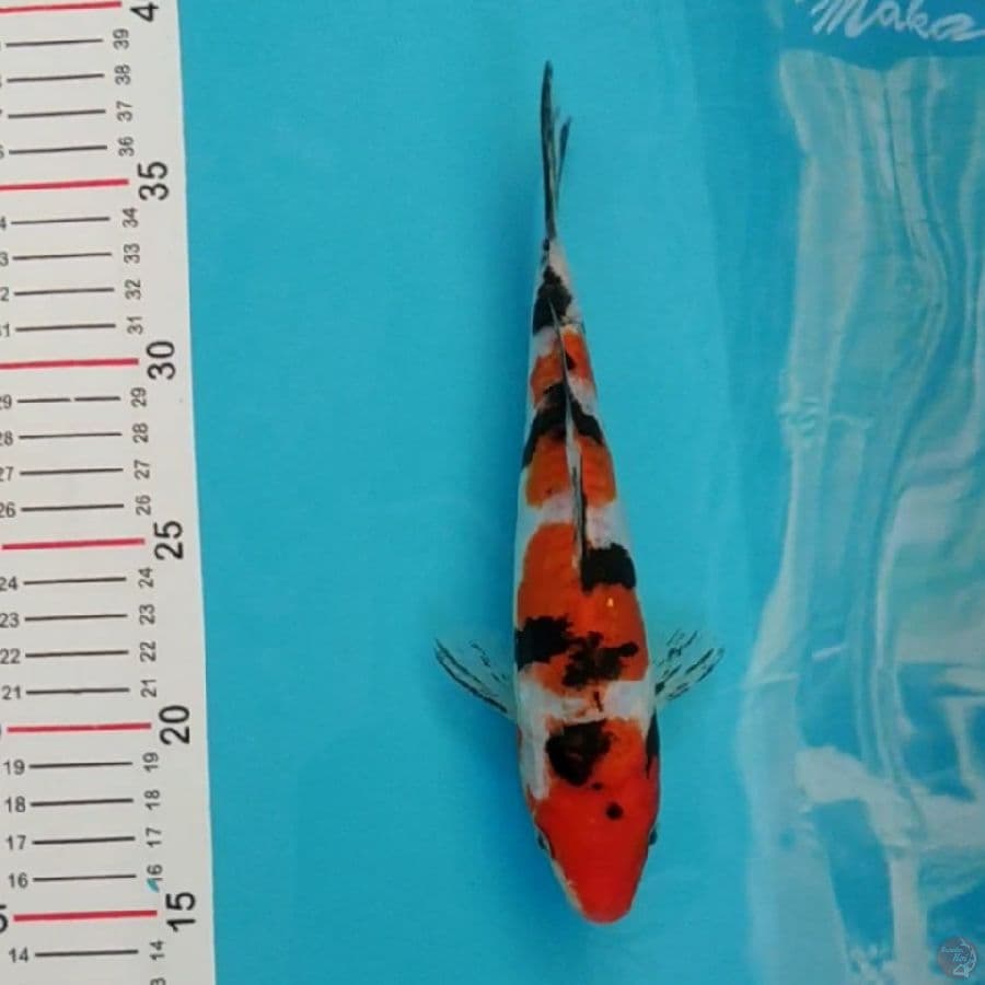 original doitsu 22cm