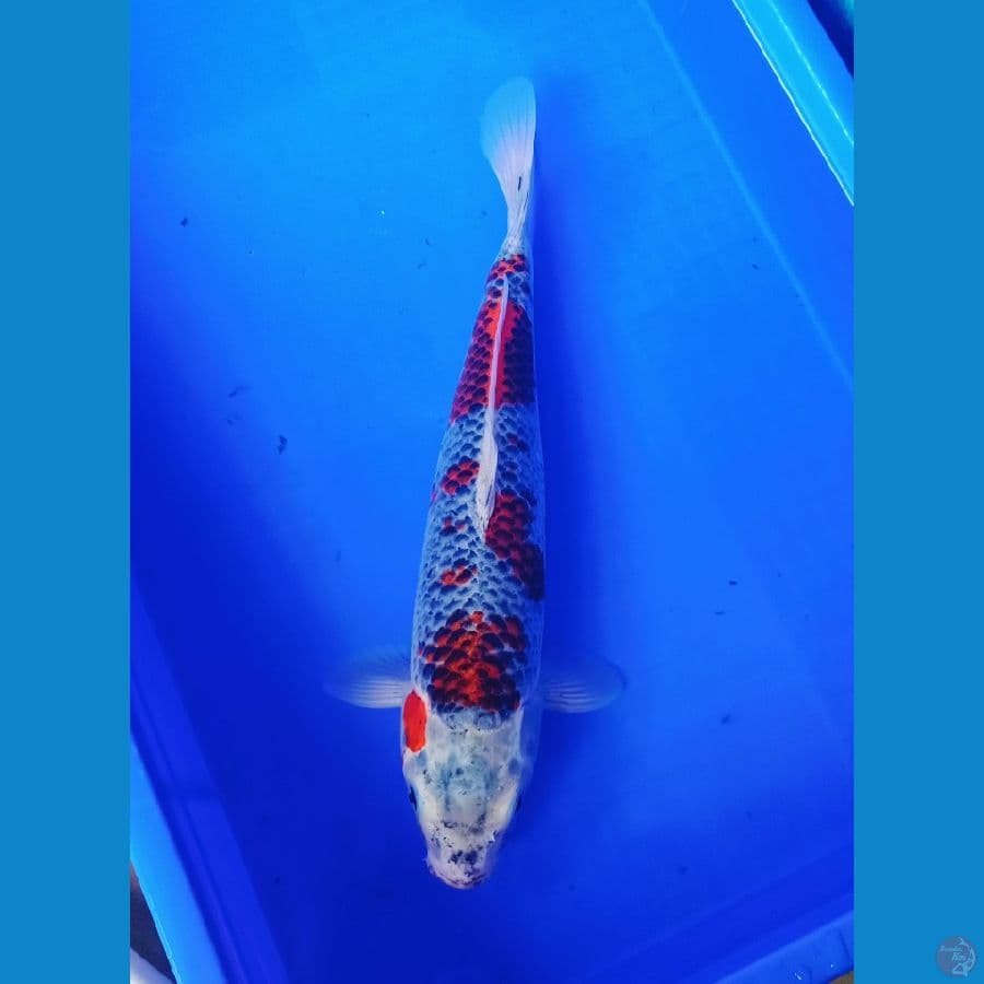 40cm kuro ghosiki
