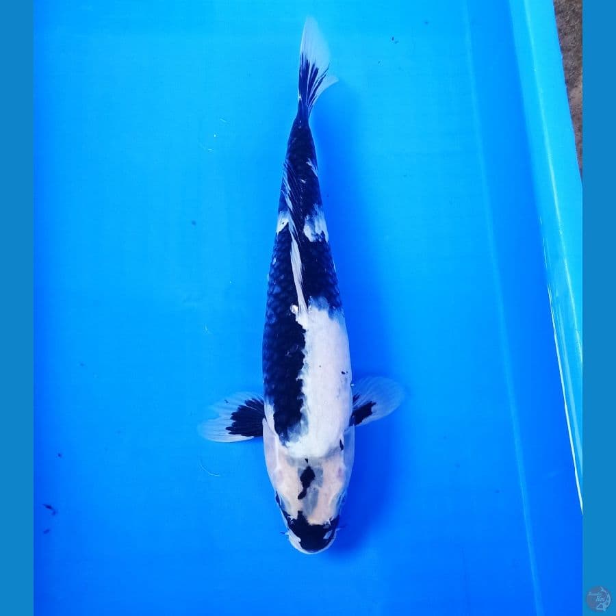 35cm Shiro tategoii sip