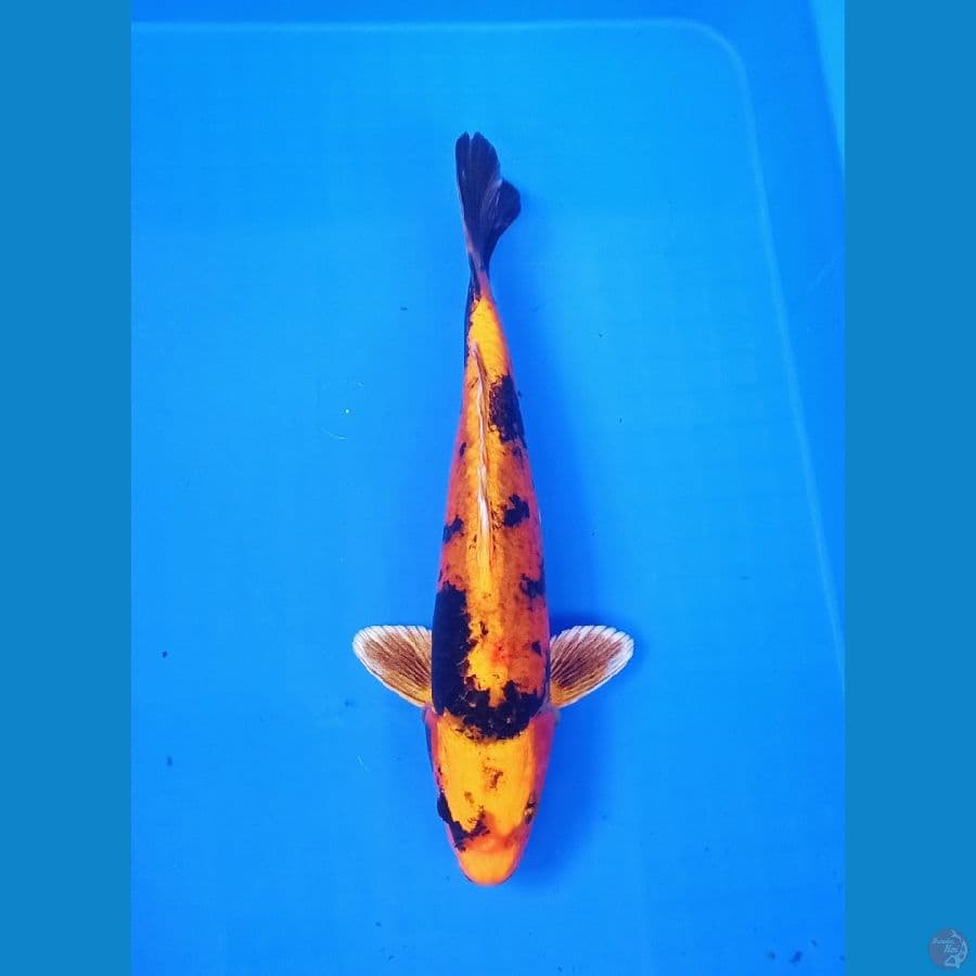 30cm gin kiutsuri antik