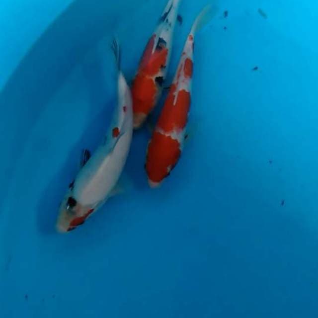 Mix 3ekor tate goi bakat jumbo kohaku-sowa-sanke.. 29-30cm