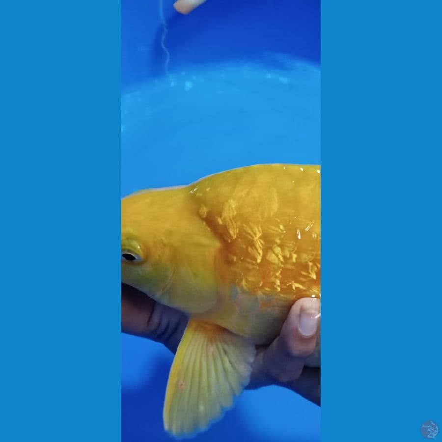 KARASI 37 CM CALON MOSTER PUNUK