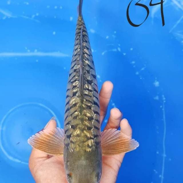 BLINK - Chagoi Antik sisik naga.