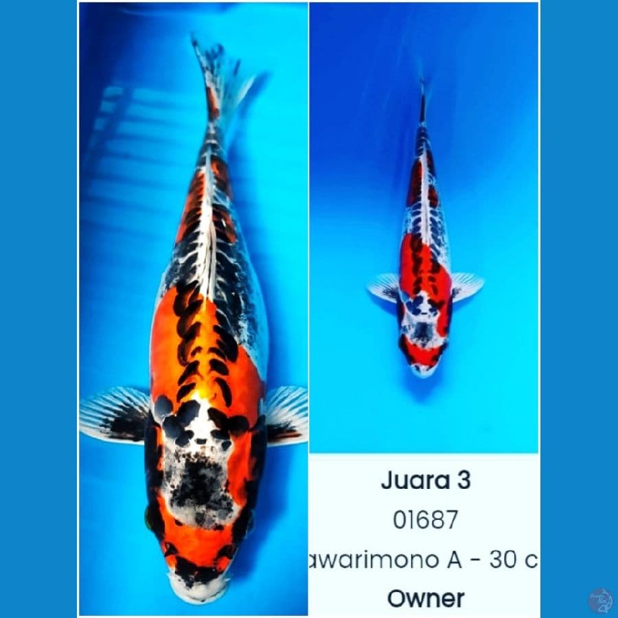 Benikiko SQ Female 35cm juara 3 show Ponorogo
