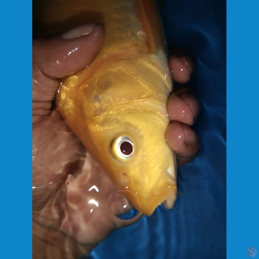 Marudo Karashi Red Eye 33cm