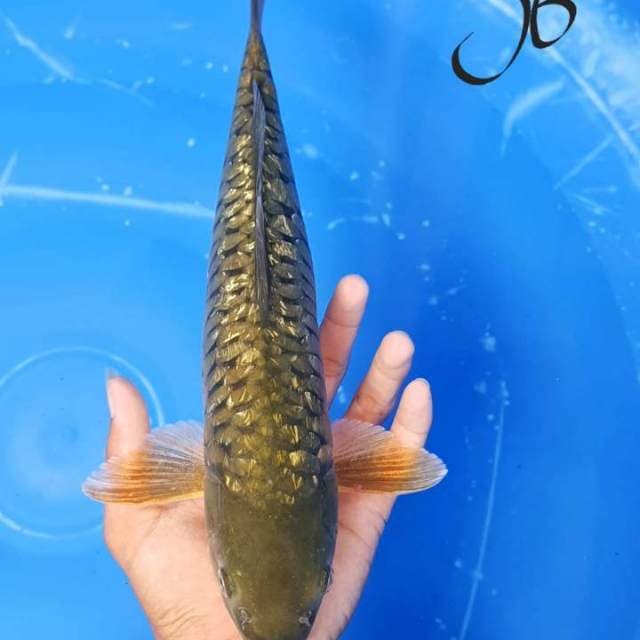BLINK - Chagoi antik sisik naga.