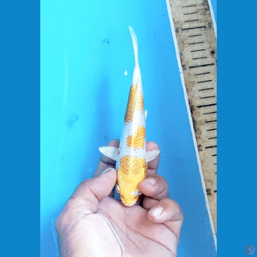 Hariwake 17cm