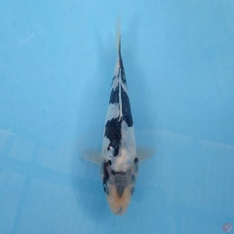 shiro doit, 18 cm