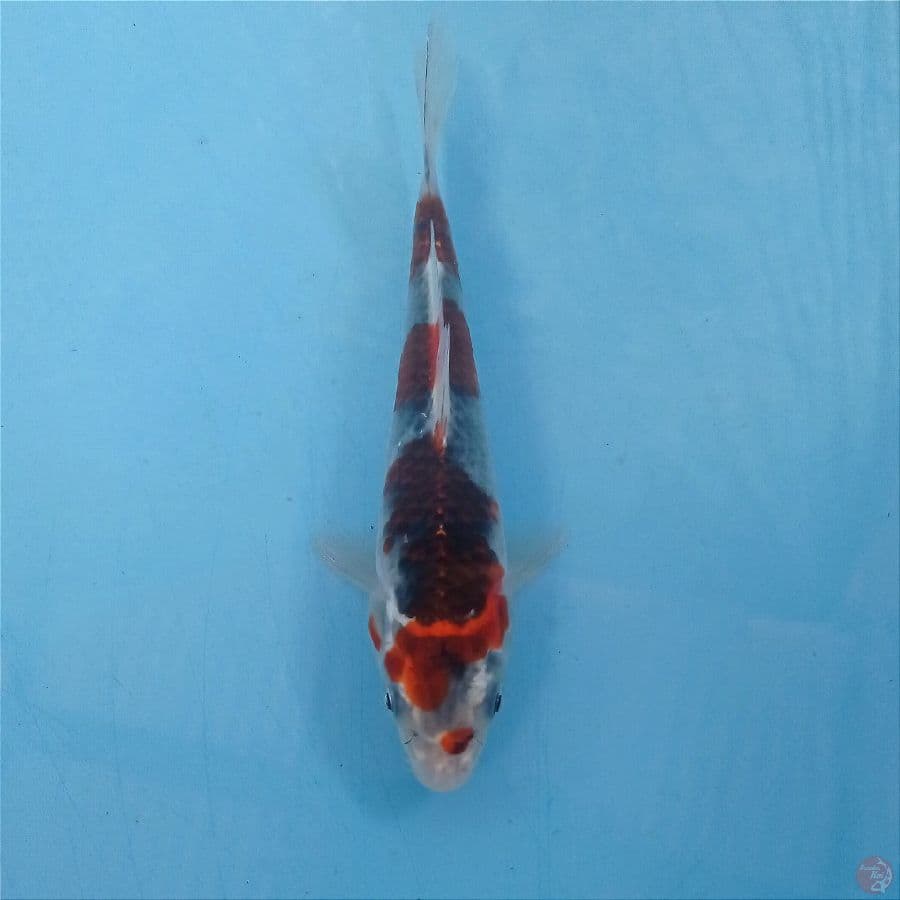 goshiki, 17 cm
