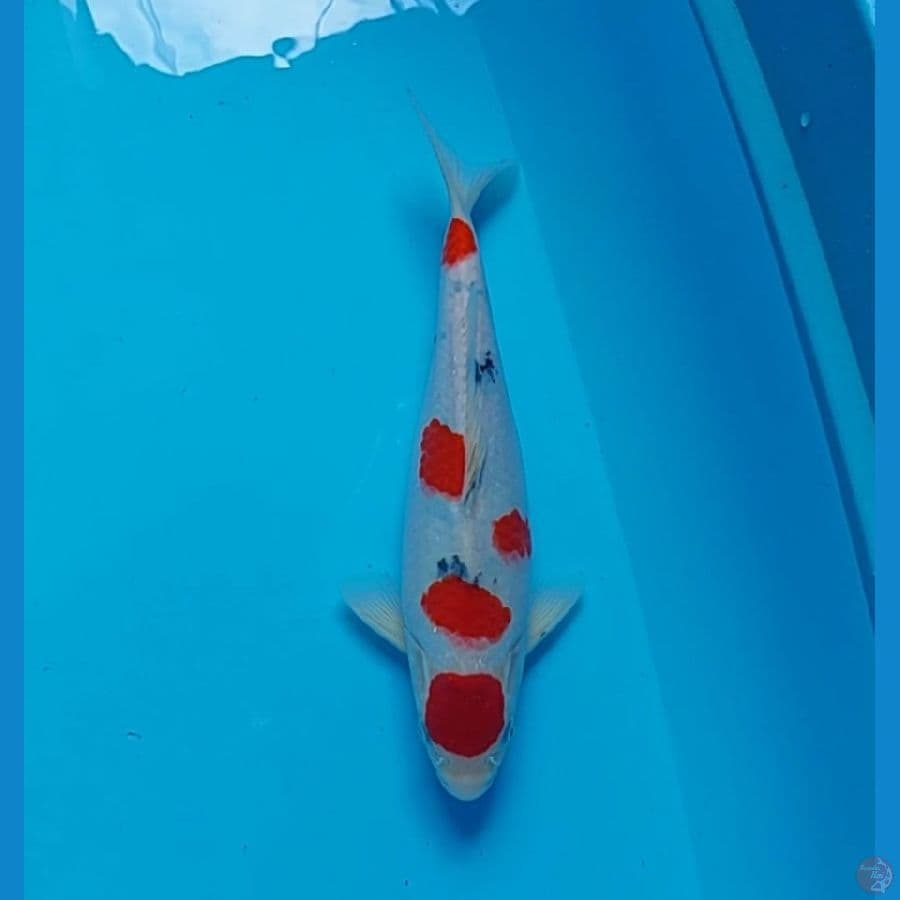 maruten tategoi tsubosumi 32 cm