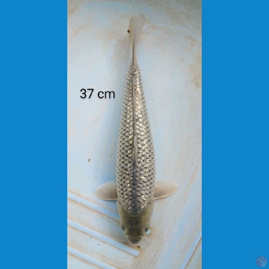 soragoi punuk 37 cm