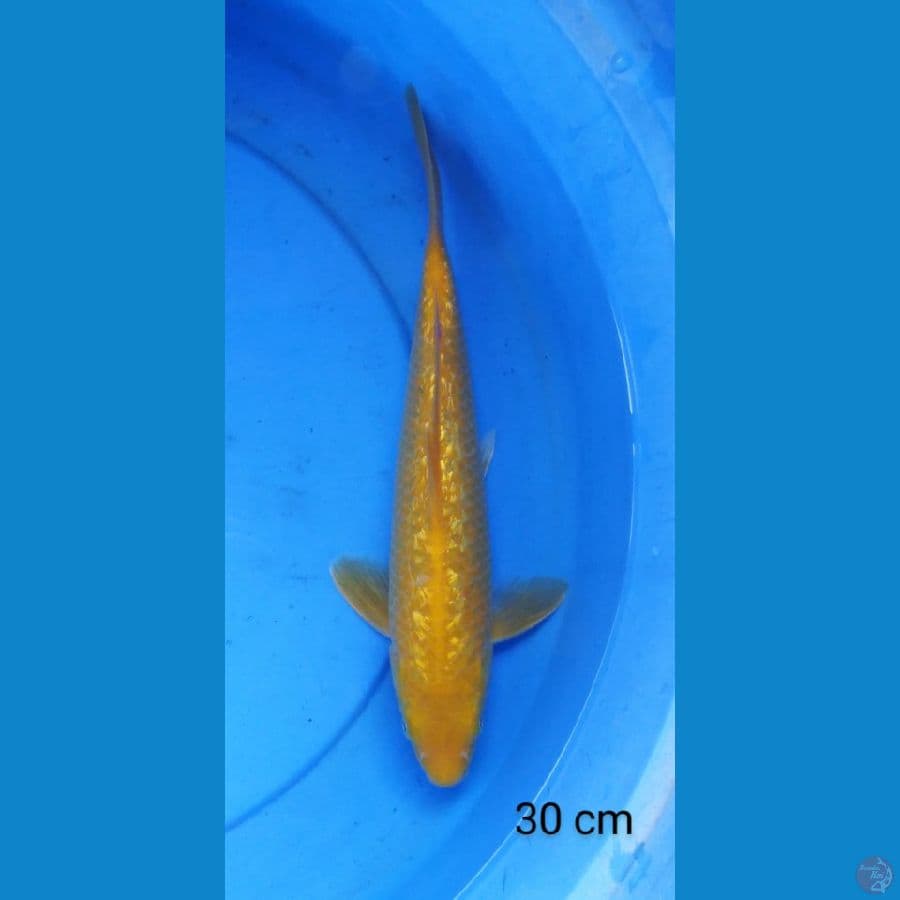 karashi ginrin male 30 cm
