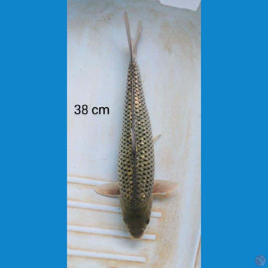 soragoi ginrin punuk 38 cm