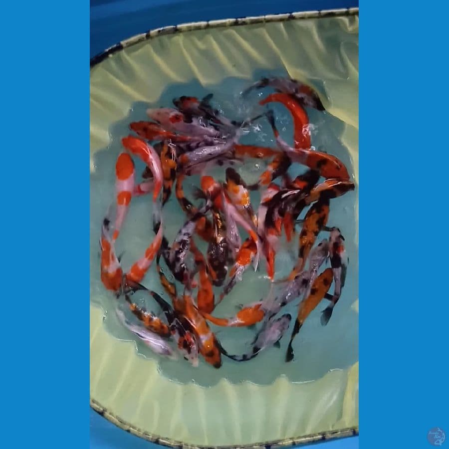 Mix 45.Ekor 10.14.Cm