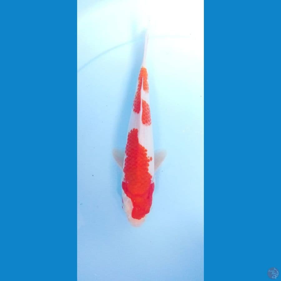 kohaku 24cm mantap