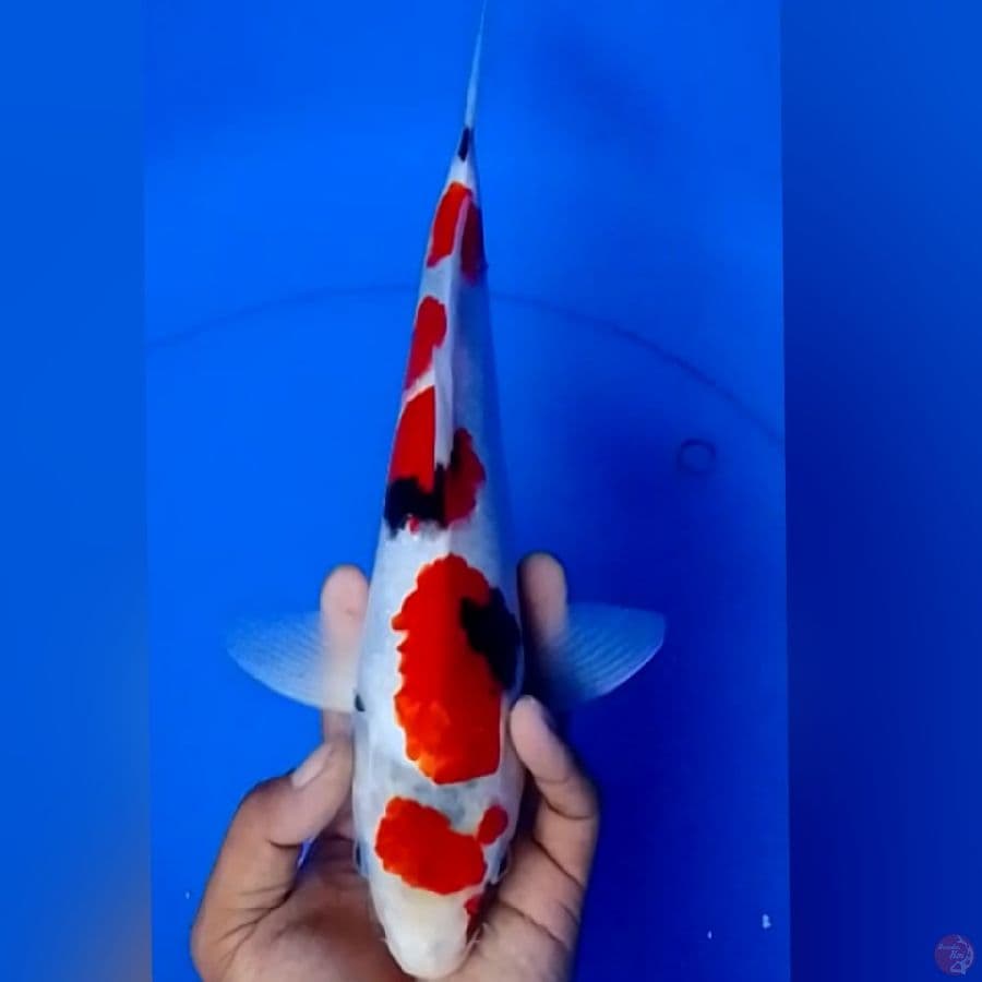 SANKE 32CM