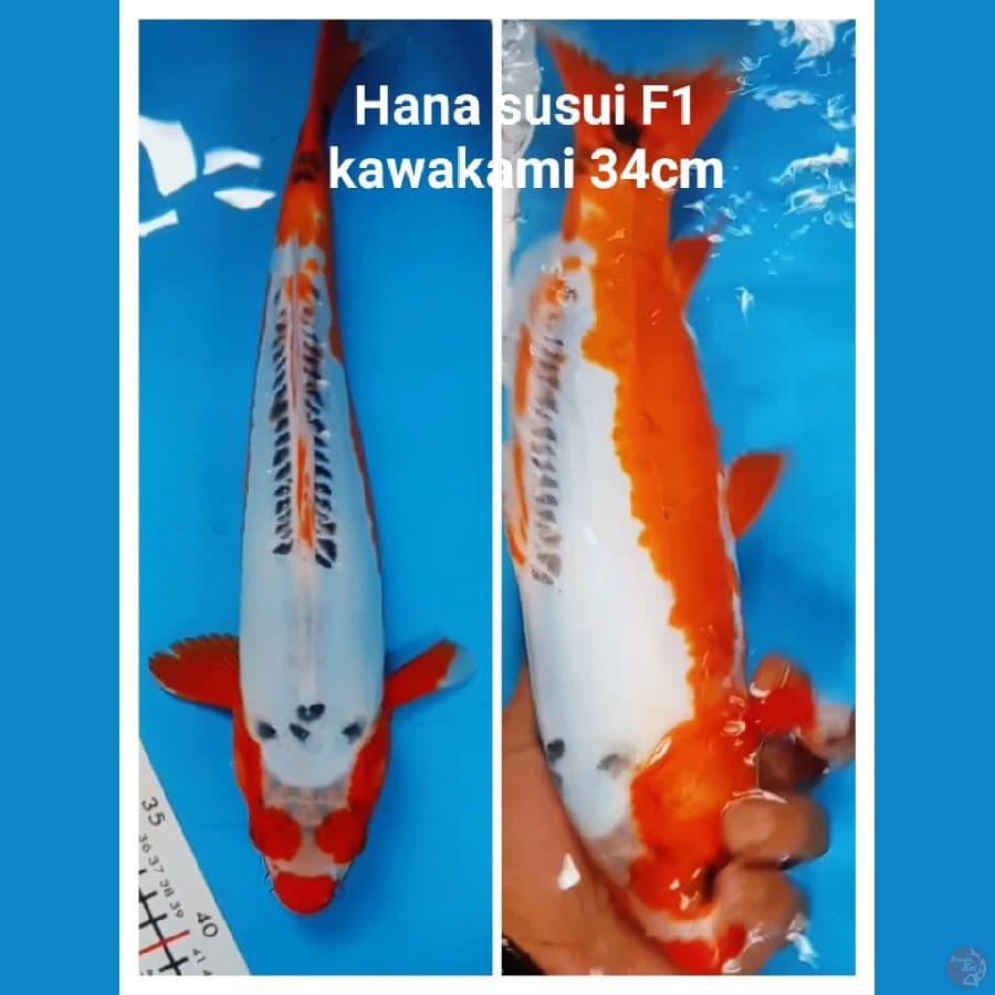 susui f1 kacamata