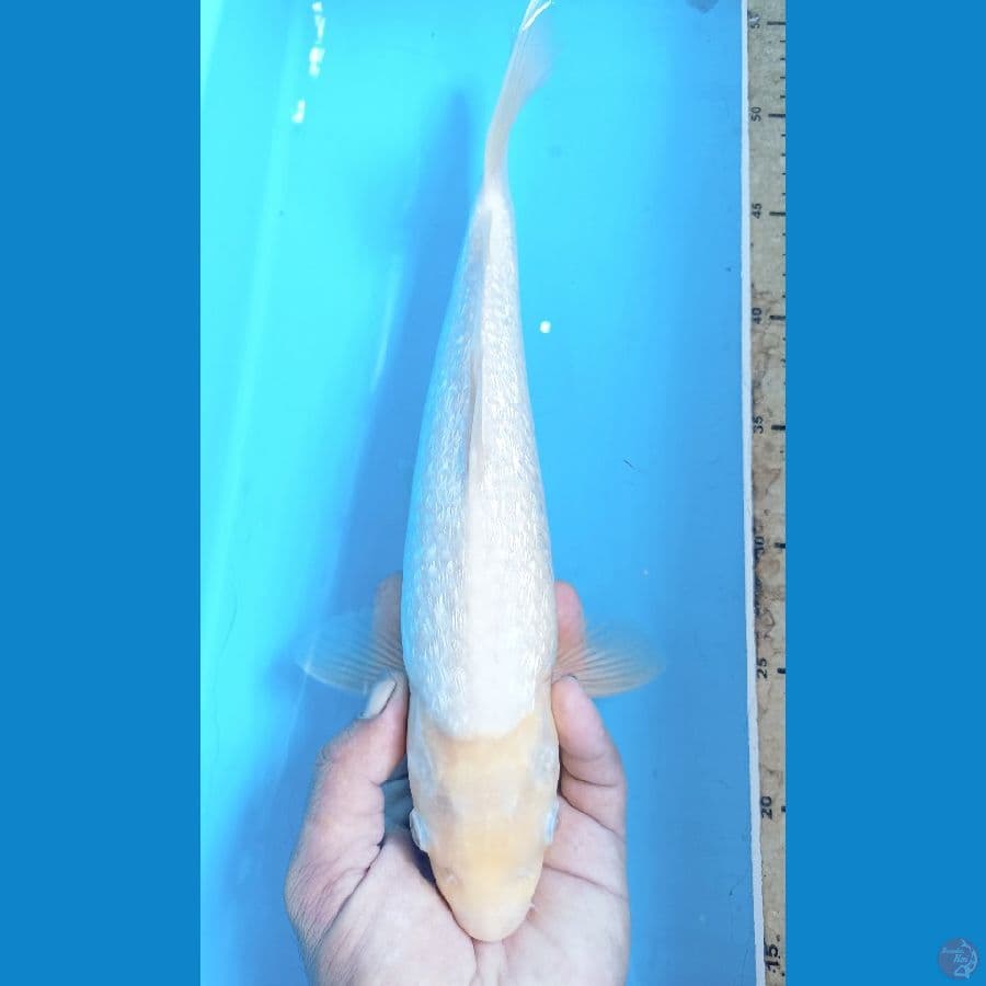 Shiro muji ginrin 35cm male