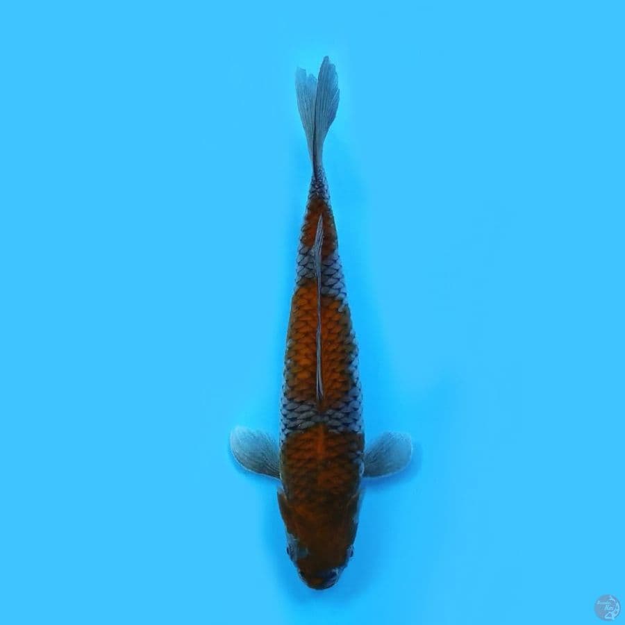 UCIBA SHIGURE SQ #36 CM FM