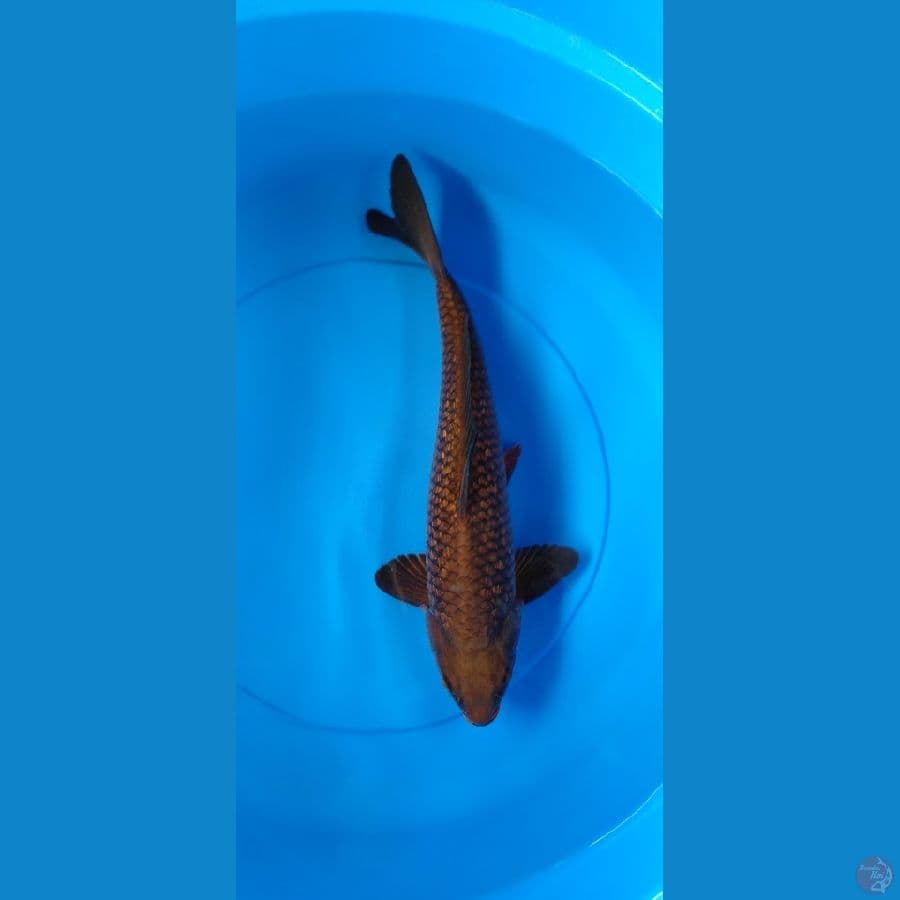 Chagoi tembaga ginrin 40cm