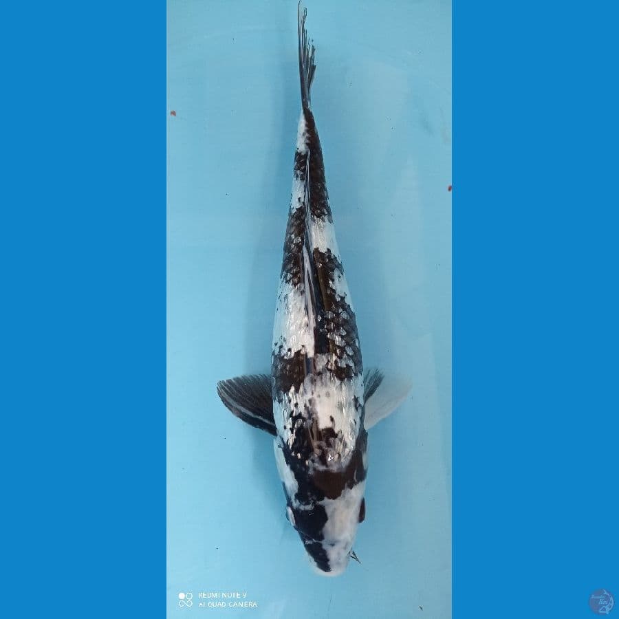shiro ginrin 36 cm