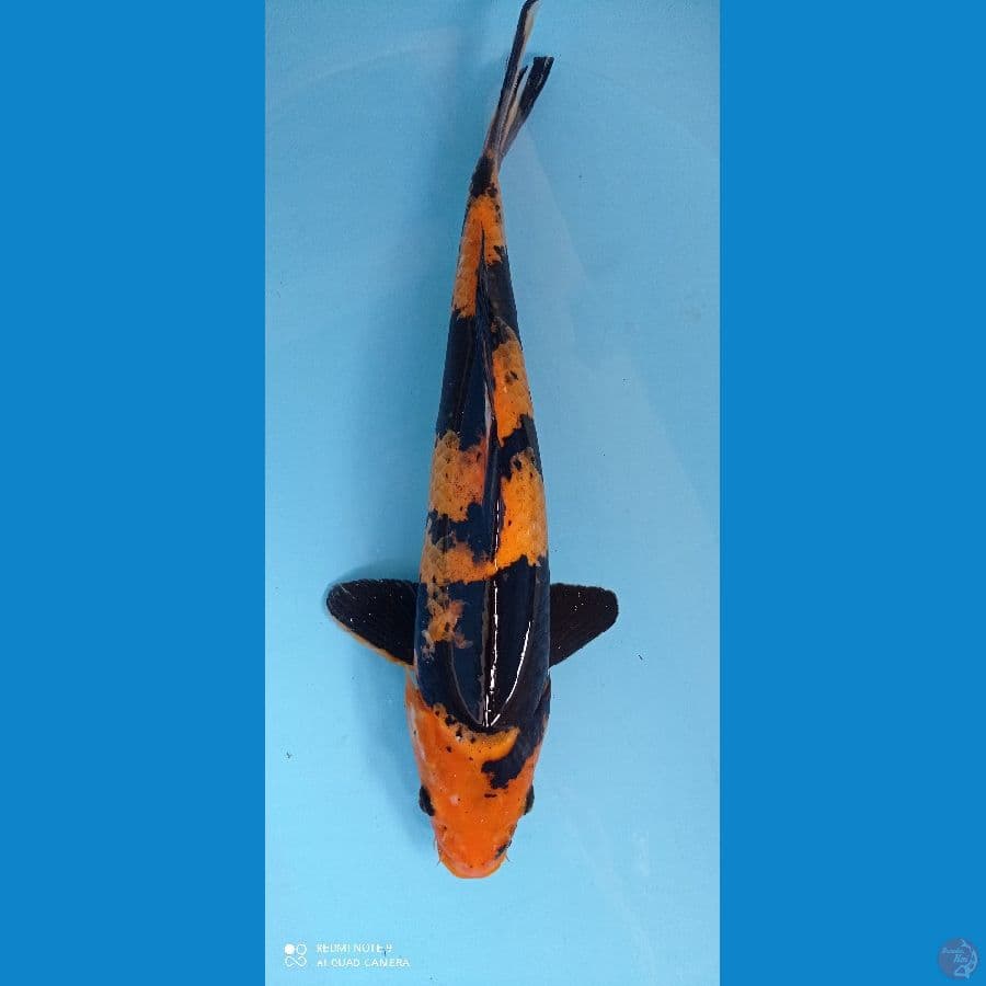 hi utsuri 40 cm