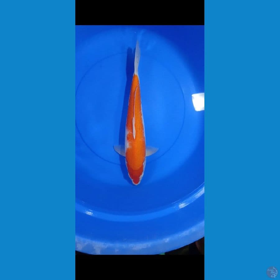 KOHAKU 45BU CALON INDUK